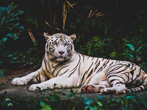 Превью обои тигр, лежит, белый, хищник