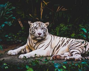 Превью обои тигр, лежит, белый, хищник