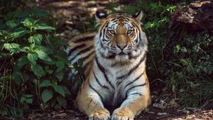 Превью обои тигр, лежит, большая кошка, хищник