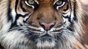 Превью обои тигр, мех, морда, глаза, взгляд, хищный