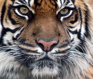 Превью обои тигр, мех, морда, глаза, взгляд, хищный