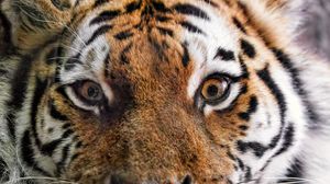 Превью обои тигр, мех, взгляд, пушистый, хищник, животное