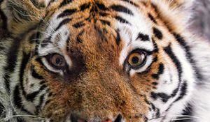 Превью обои тигр, мех, взгляд, пушистый, хищник, животное