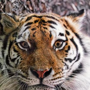 Превью обои тигр, мех, взгляд, пушистый, хищник, животное