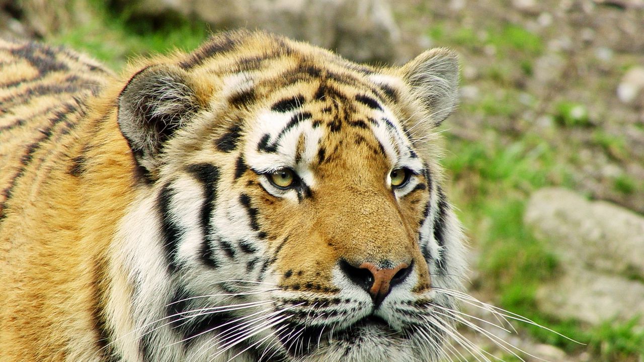 Обои тигр, мода, взгляд, хищник