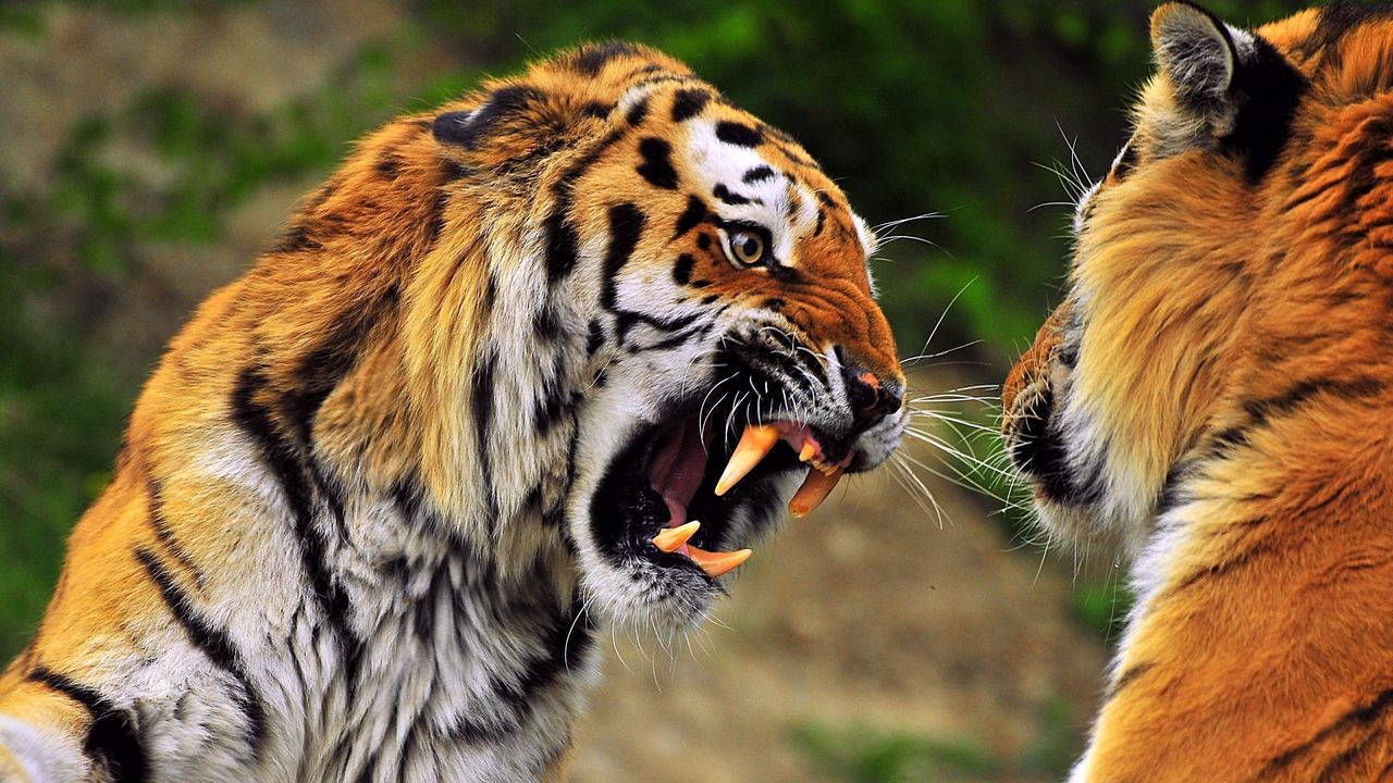 Обои тигр, морда, агрессия, оскал, хищник