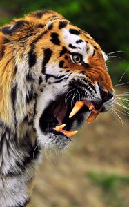 Превью обои тигр, морда, агрессия, оскал, хищник