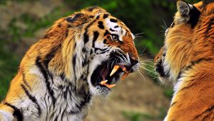 Превью обои тигр, морда, агрессия, оскал, хищник