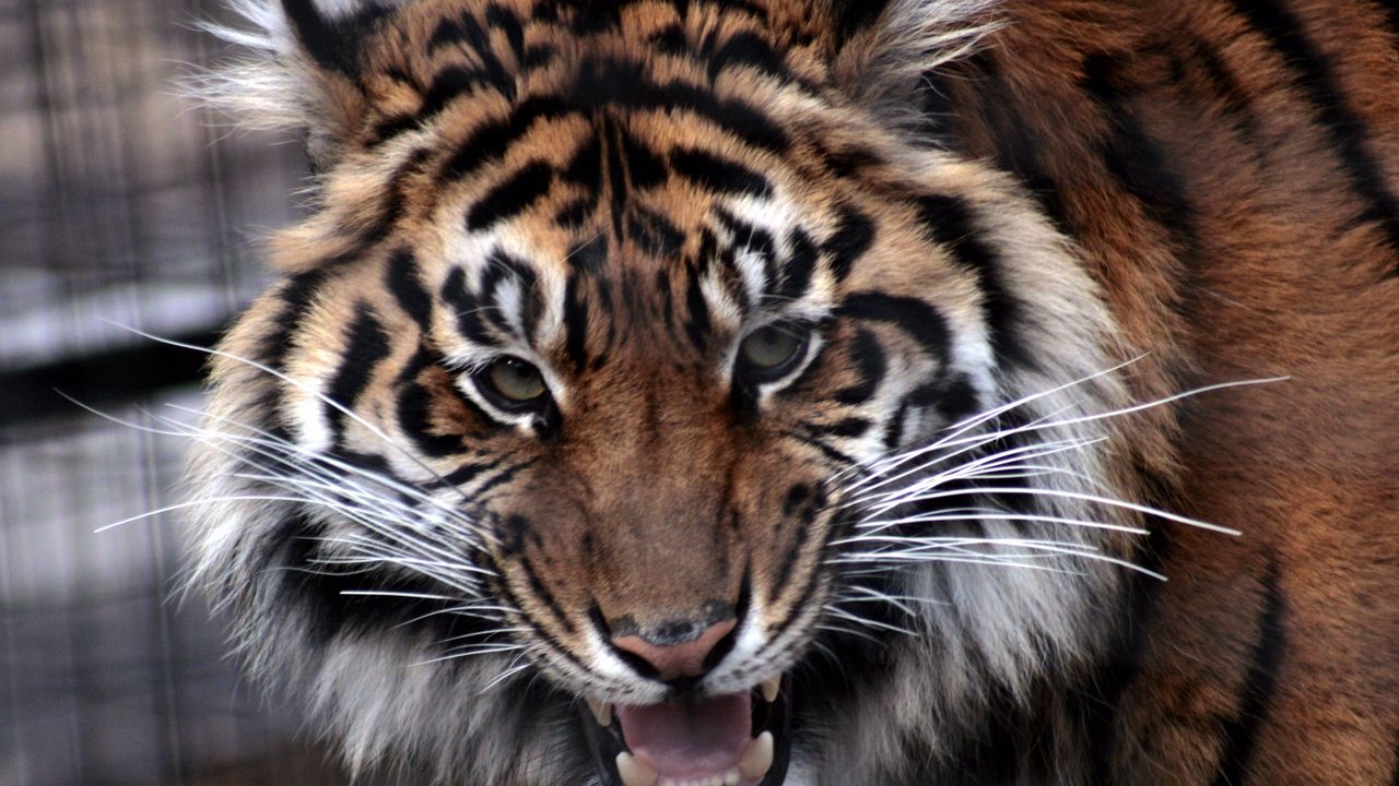 Обои тигр, морда, агрессия, хищник, оскал, злость