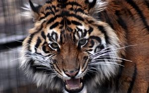 Превью обои тигр, морда, агрессия, хищник, оскал, злость