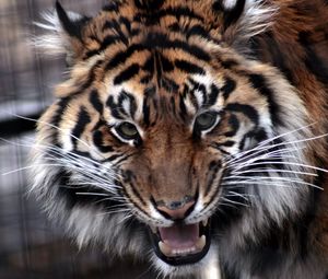 Превью обои тигр, морда, агрессия, хищник, оскал, злость