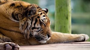 Превью обои тигр, морда, большая кошка, хищник, сон