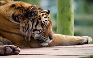 Превью обои тигр, морда, большая кошка, хищник, сон