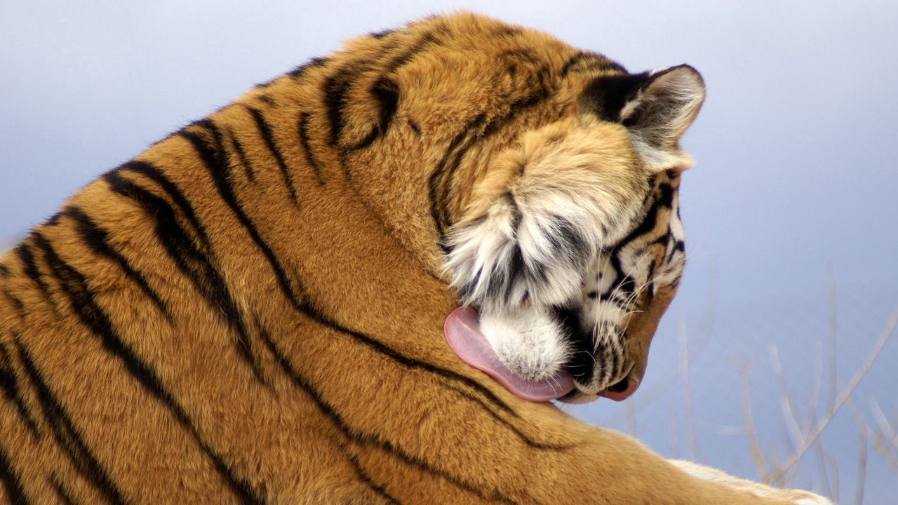 Обои тигр, морда, большая кошка, хищник, умываться, гигиена