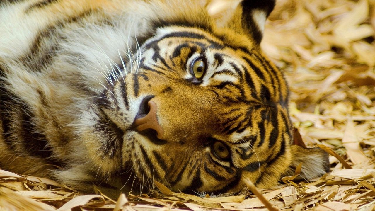 Обои тигр, морда, большая кошка, взгляд, лежит