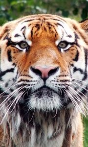 Превью обои тигр, морда, довольный, взгляд, большая кошка