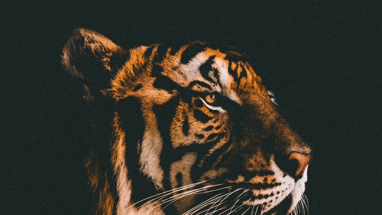 Обои тигр, морда, хищник, взгляд, темный фон