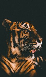Превью обои тигр, морда, хищник, взгляд, темный фон