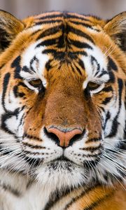 Превью обои тигр, морда, хищник, взгляд, грустный, большая кошка