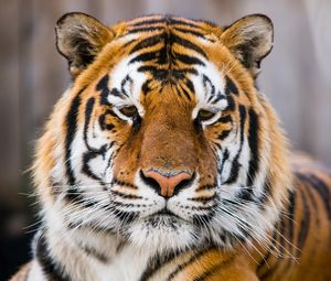 Превью обои тигр, морда, хищник, взгляд, грустный, большая кошка