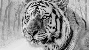 Превью обои тигр, морда, хищник, чб, дикая природа, большая кошка