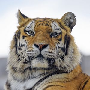 Превью обои тигр, морда, хищник, большая кошка, взгляд, пушистый