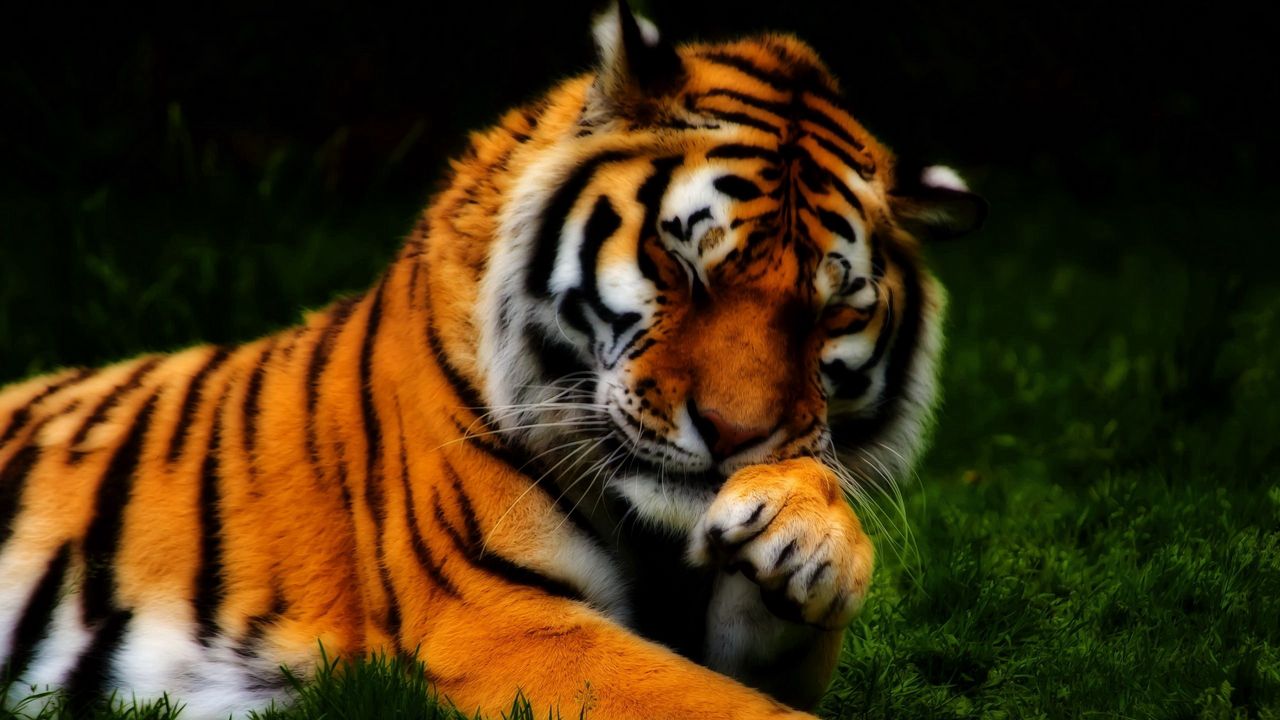Обои тигр, морда, хищник, трава, hdr