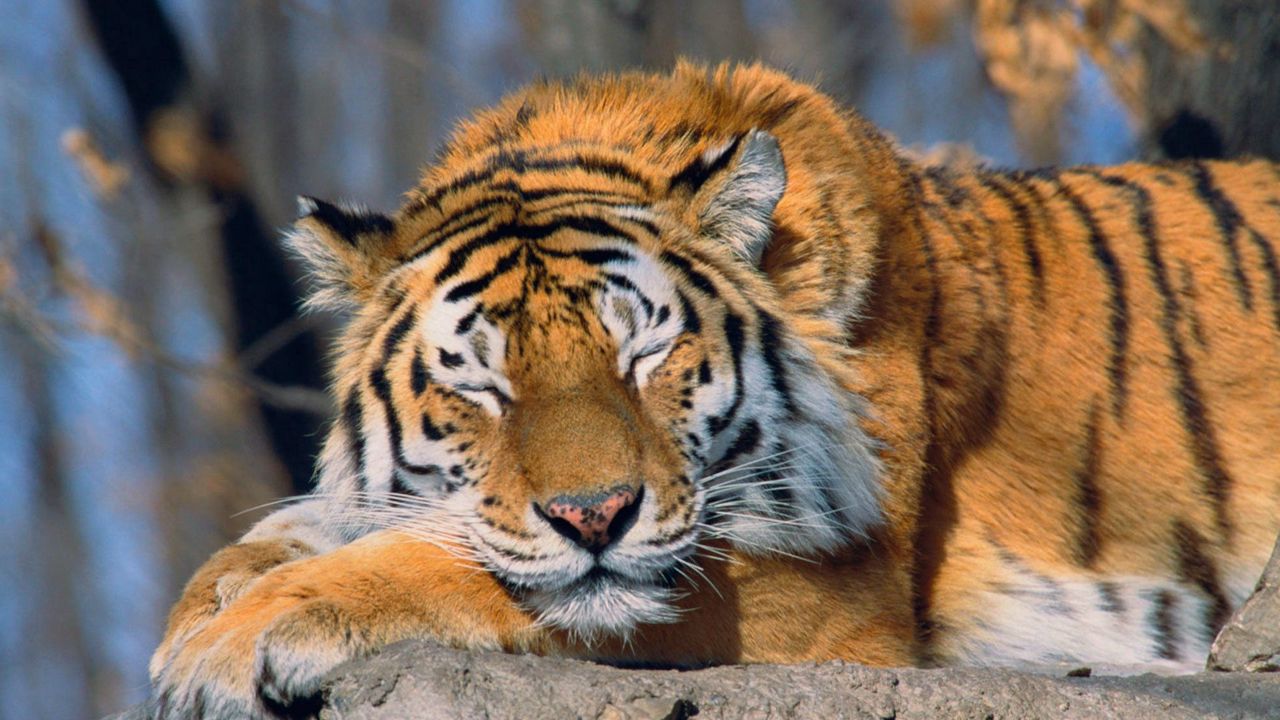 Обои тигр, морда, хищник, большая кошка