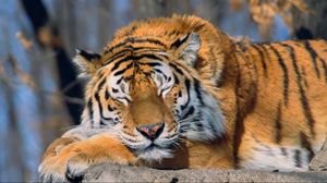 Превью обои тигр, морда, хищник, большая кошка