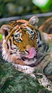 Превью обои тигр, морда, хищник, язык, умываться