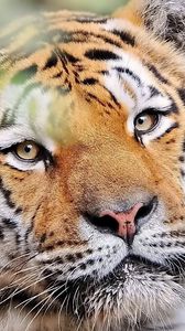 Превью обои тигр, морда, хищник, взгляд, добрый