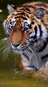 Превью обои тигр, морда, хищник, вода, купаться