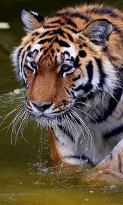 Превью обои тигр, морда, хищник, вода, купаться