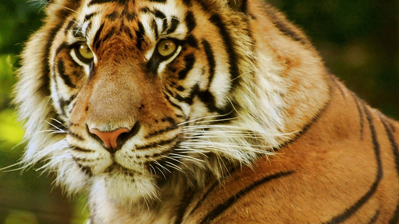 Обои тигр, морда, хищник, взгляд