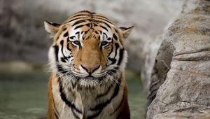 Превью обои тигр, морда, камень, большая кошка