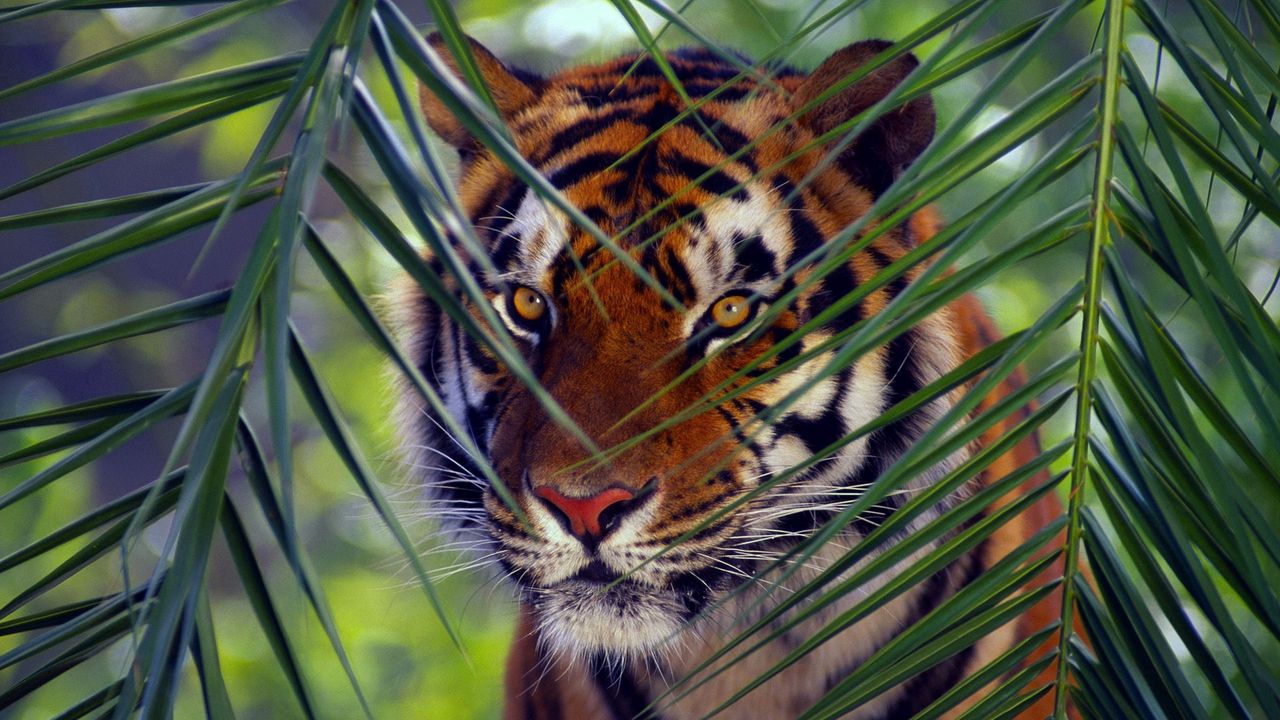Обои тигр, морда, листья, взгляд, полосатый