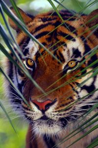Превью обои тигр, морда, листья, взгляд, полосатый