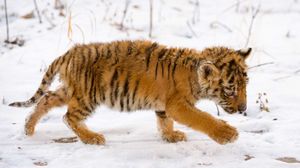 Превью обои тигр, морда, малыш, большая кошка, хищник