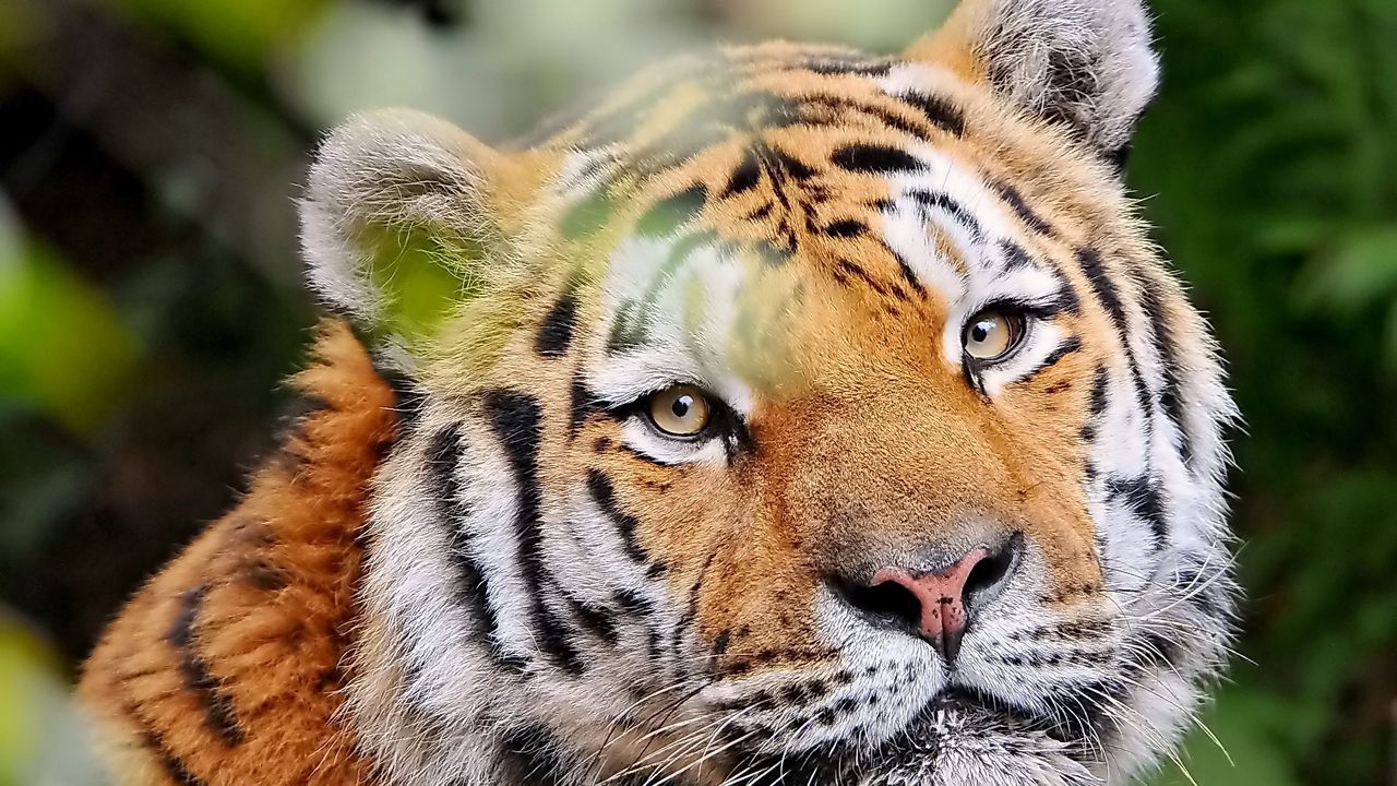 Обои тигр, морда, молодой, взгляд, полосатый