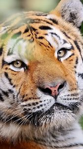 Превью обои тигр, морда, молодой, взгляд, полосатый