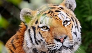 Превью обои тигр, морда, молодой, взгляд, полосатый