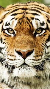 Превью обои тигр, морда, окрас, полосатый, хищник