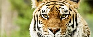 Превью обои тигр, морда, окрас, полосатый, хищник