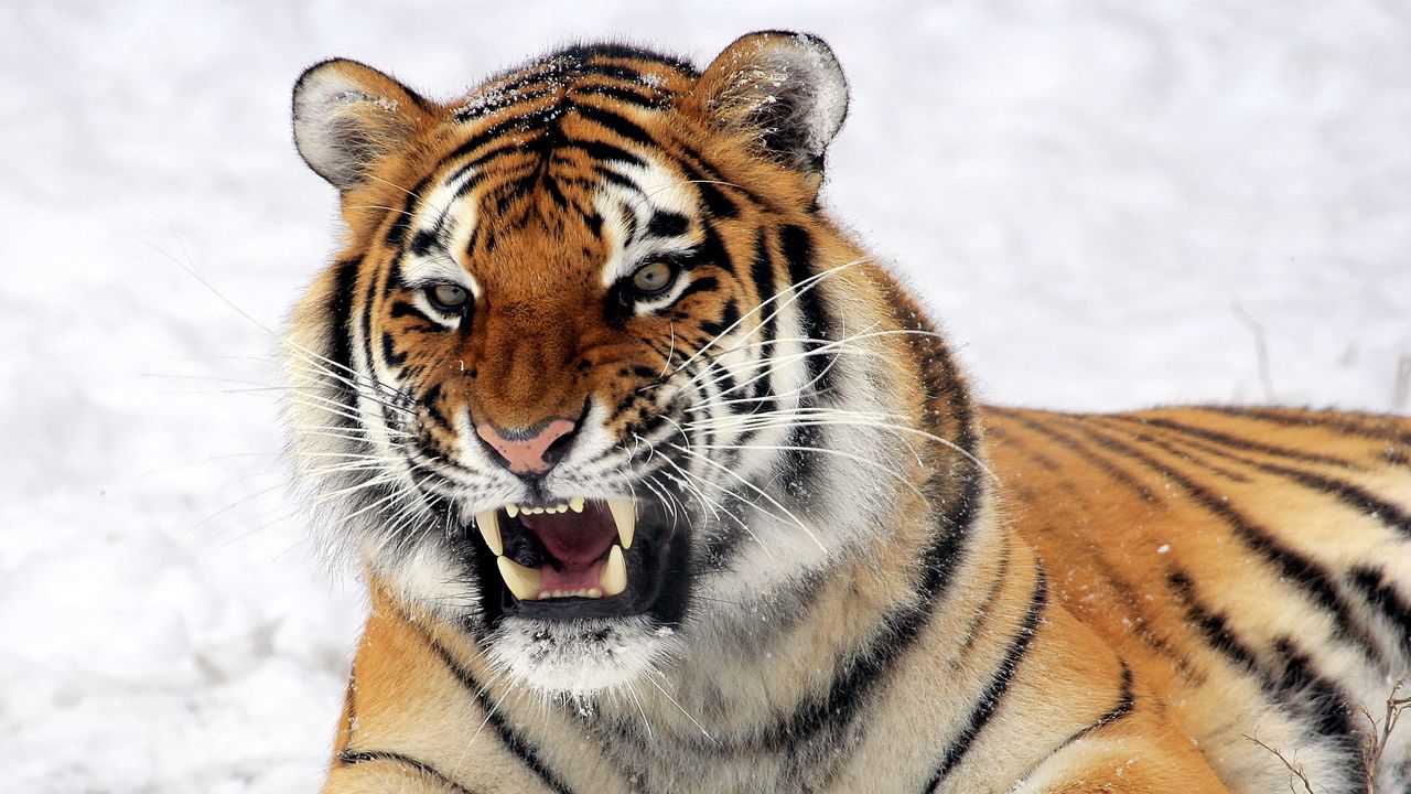 Обои тигр, морда, оскал, снег, хищник