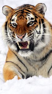 Превью обои тигр, морда, оскал, снег, хищник