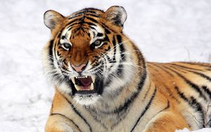 Превью обои тигр, морда, оскал, снег, хищник
