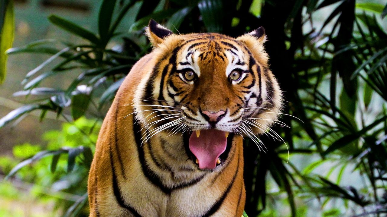 Обои тигр, морда, оскал, злость, агрессия, дерево, трава, листья