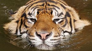Превью обои тигр, морда, плавать, полосатый