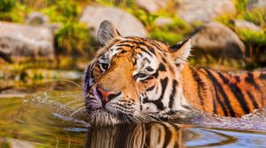 Превью обои тигр, морда, плавать, вода