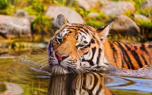 Превью обои тигр, морда, плавать, вода